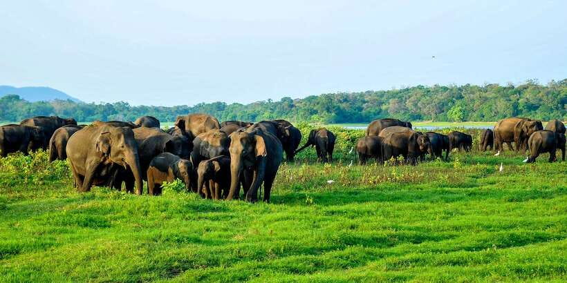From Negombo: Minneriya National Park Safari Tour - FAQ