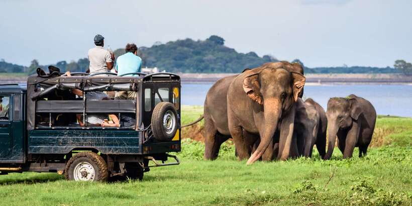 From Negombo: Minneriya National Park Safari Tour - Negombo Pickup: how the 8:00 AM start shapes your day