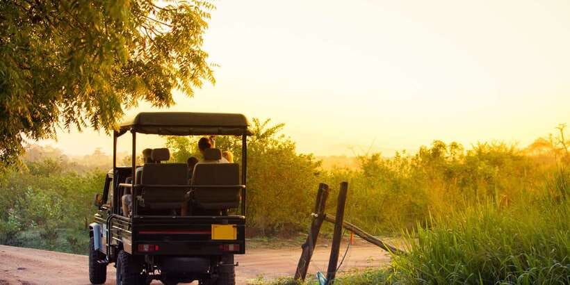 From Negombo: Minneriya National Park Safari Tour - Your English Guide: how spotting works beyond big mammals