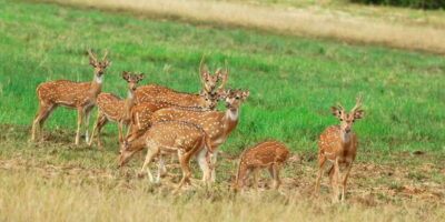 From Negombo: Minneriya National Park Safari Tour - The 2.5-Hour Minneriya Jeep Safari: elephants, buffalo, and more