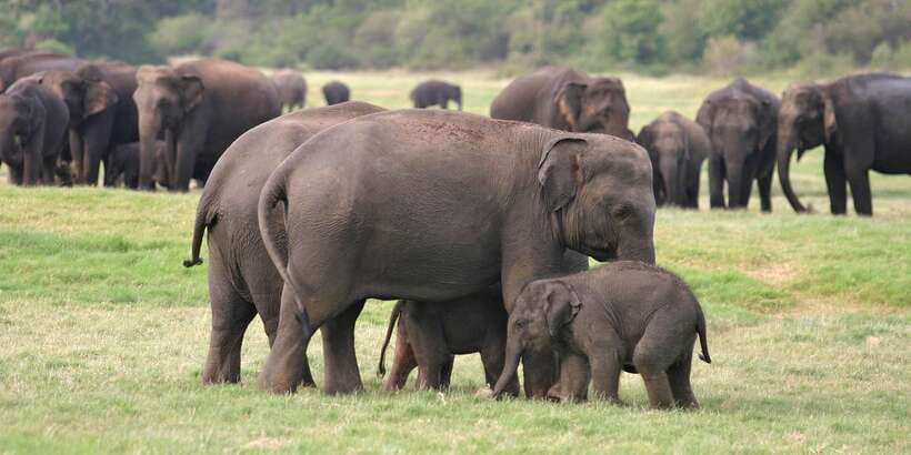 From Negombo: Minneriya National Park Safari Tour - Lunch Stop at a Local Restaurant: plan for your own meal