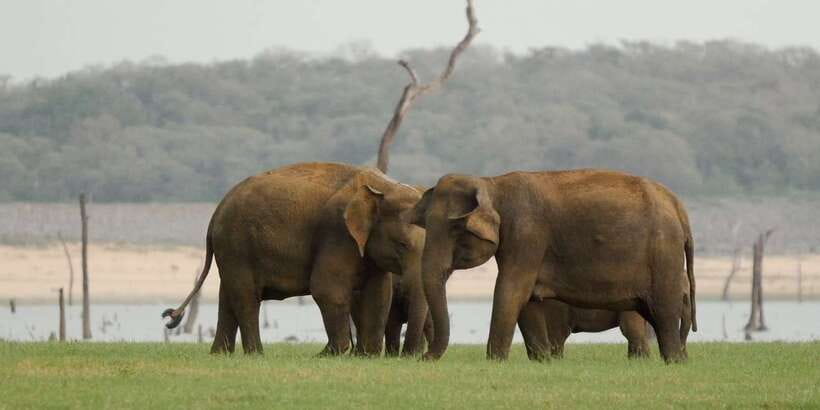 From Negombo: Minneriya National Park Safari Tour - When Plans Change: tickets, park choice, and why timing matters