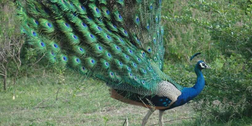 From Negombo: Minneriya National Park Safari Tour - What to Pack (and What Not to Bring) for a Smooth Safari