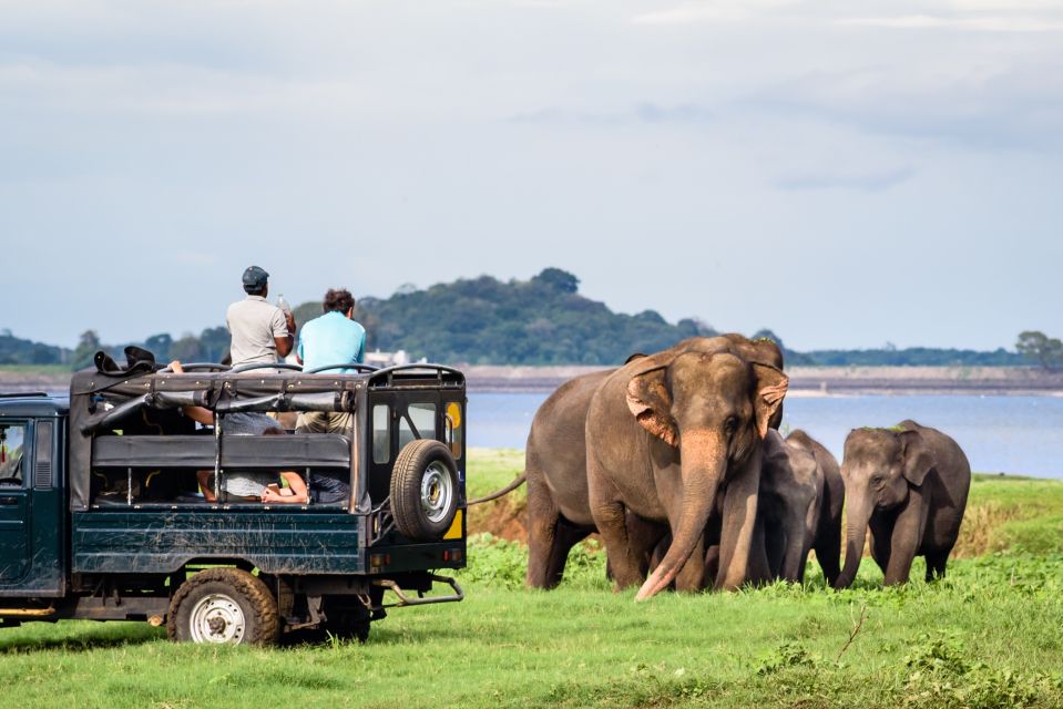 From Negombo: Minneriya National Park Safari Tour - Should You Book the Negombo to Minneriya Safari?