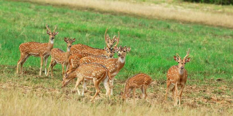 From Negombo: Minneriya National Park Safari Tour - The 2.5-Hour Minneriya Jeep Safari: elephants, buffalo, and more