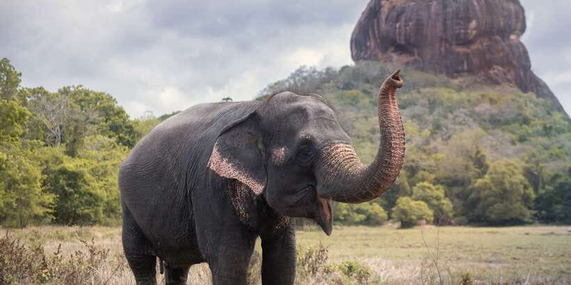 From Negombo: Sigiriya and Dambulla Day Trip and Safari - A 5:30 am Negombo start that actually helps