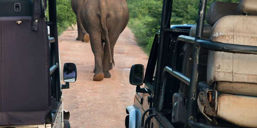 From Negombo: Wilpattu National Park Safari Guided Day Tour - The drive from Negombo: expect time, not just distance