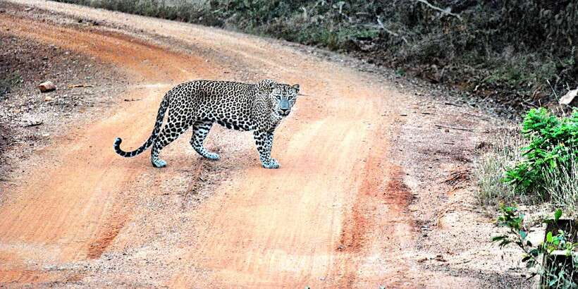 From Negombo: Wilpattu National Park Safari Guided Day Tour - Wildlife you can hope for (and how realistic each one is)