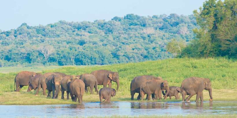 From Negombo: Wilpattu National Park Safari Guided Day Tour - Lunch stop and refreshments: plan for extra spending