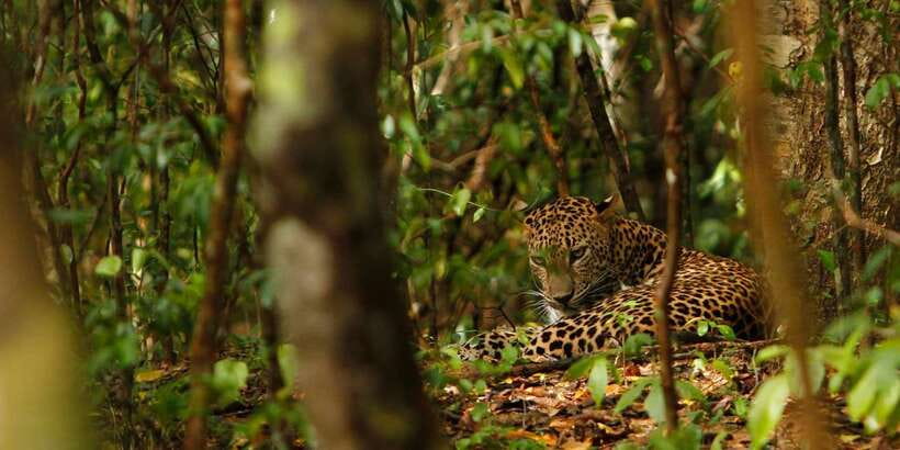 From Negombo: Wilpattu National Park Safari Guided Day Tour - Guides and drivers: the name you might hear