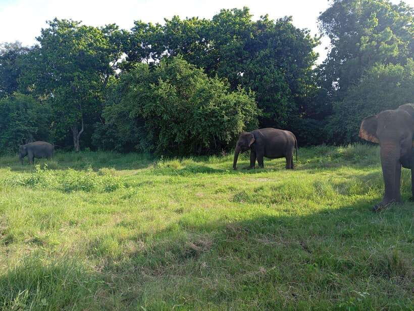 From Sigiriya: Hurulu Eco Park Elephant Jeep Safari - Inside Hurulu Eco Park: Elephant Gathering Is the Main Event