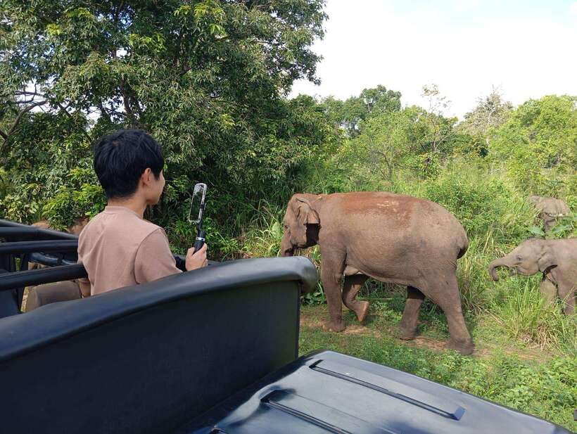 From Sigiriya: Hurulu Eco Park Elephant Jeep Safari - Photo Opportunities and Viewpoints: Getting Good Shots Without Rushing