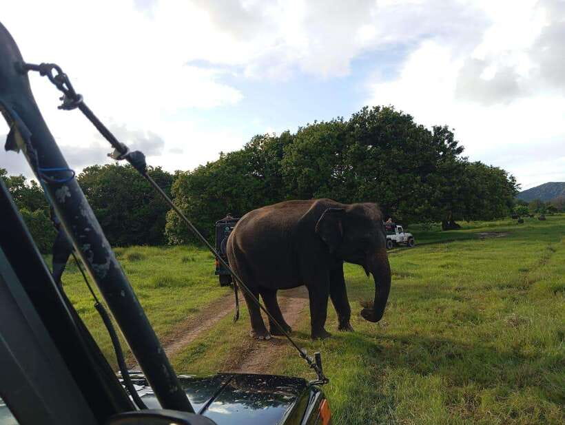 From Sigiriya: Hurulu Eco Park Elephant Jeep Safari - What’s Included, What’s Not, and the Extra Budget Reality