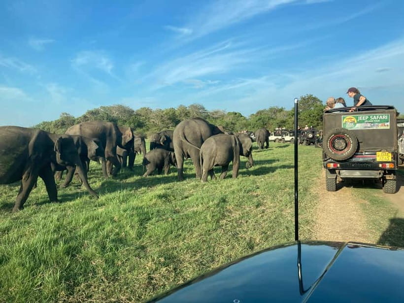From Sigiriya: Hurulu Eco Park Elephant Jeep Safari - Pickup Around Sigiriya and Habarana: Door-to-Door Convenience