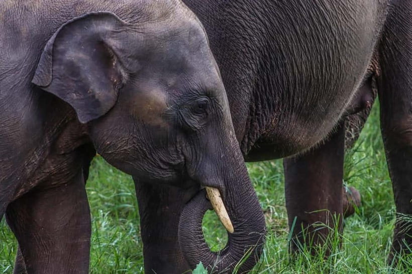 From Sigiriya Hurulu Eco Park ElephantSafari ticket included - Hurulu Eco Park Elephant Safari: what you’re really buying for $24