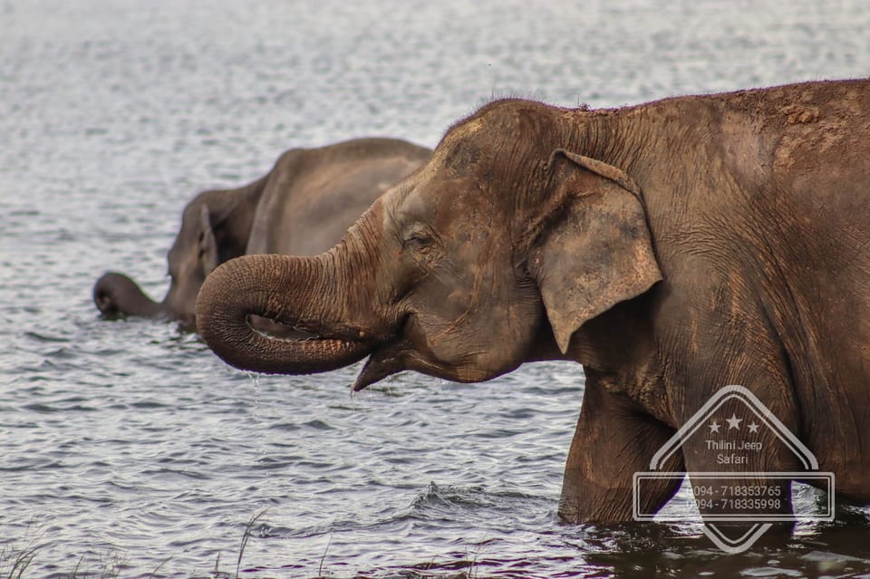 From Sigiriya Hurulu Eco Park ElephantSafari ticket included - Price and value: is $24 really fair for this kind of safari?