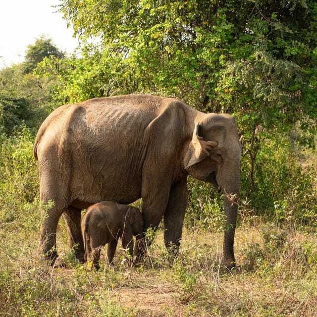 From Sigiriya : Hurulu Eco Park Safari : All Inclusive - Birds and “small movement” moments that make the park feel real