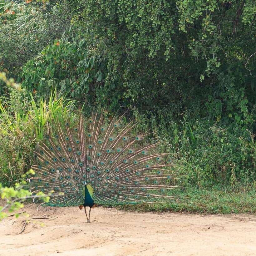 From Sigiriya : Hurulu Eco Park Safari : All Inclusive - Other wildlife you might add: Water buffalo, jackals, peacocks