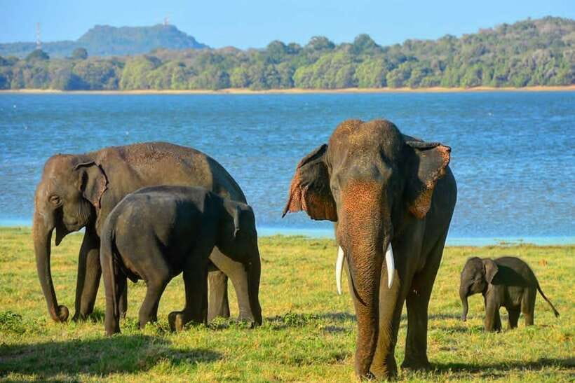 From Sigiriya : Kaudulla National Park Elephant Safari - The Kaudulla Tank moment: why elephants gather here