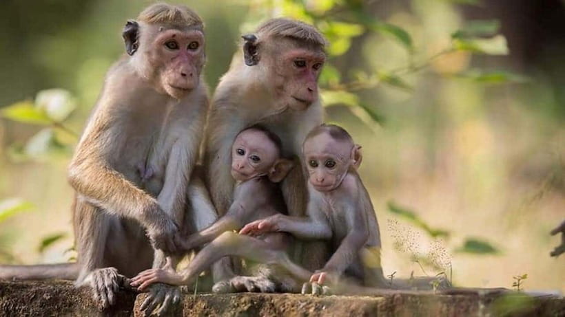 From Sigiriya : Kaudulla National Park Elephant Safari - What you’re really paying for: value of the $35 safari