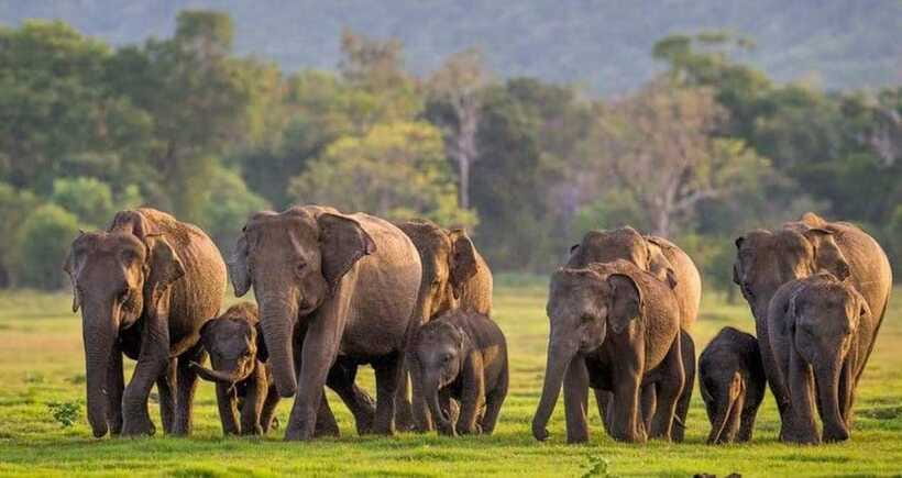 From Sigiriya : Kaudulla National Park Elephant Safari - Responsible wildlife tourism: what it means on the ground