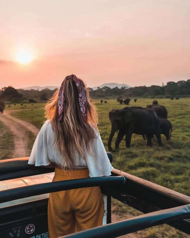 From Sigiriya: Minneriya National Park Elephant Safari - The 4-Hour Safari Plan: What the Timing Feels Like