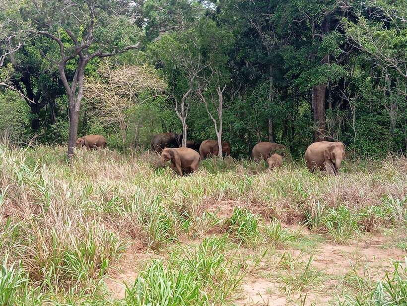 From Sigiriya: Minneriya National Park Half-Day Jeep Safari - Key highlights at a glance