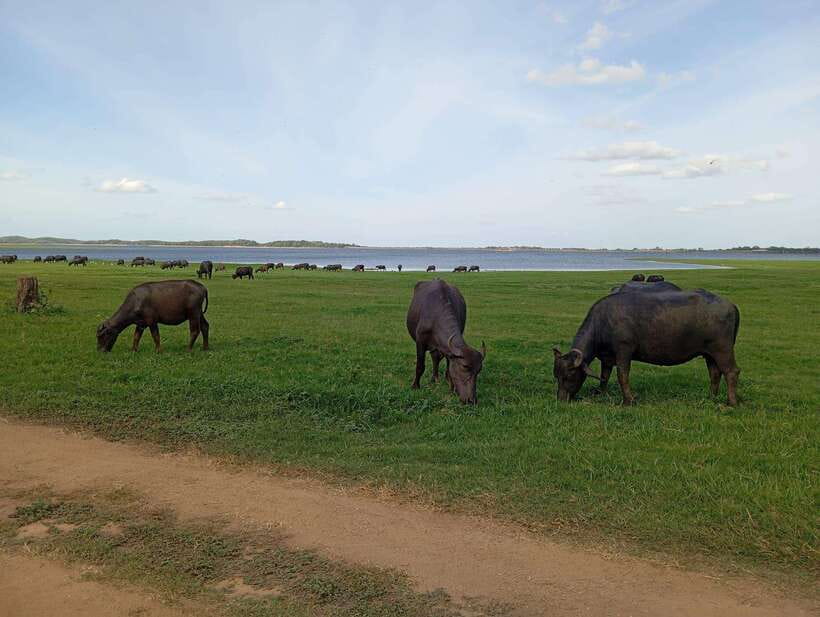 From Sigiriya: Minneriya National Park Half-Day Jeep Safari - Minneriya’s elephant gathering: how to watch for the best moments