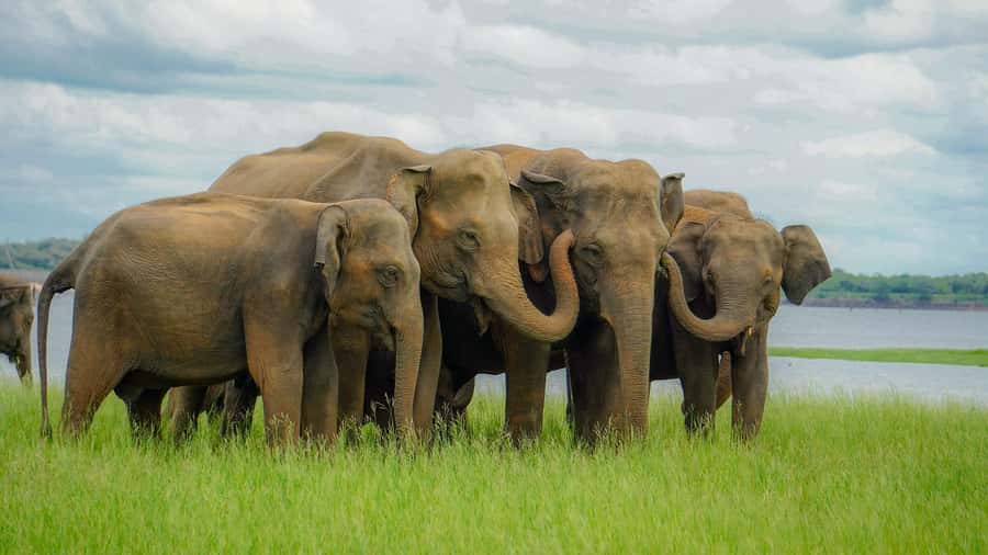 From Sigiriya: Minneriya National Park Half Day Safari - Who should think twice before booking