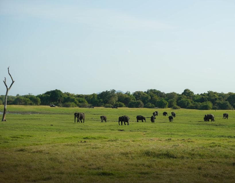 From Sigiriya: Minneriya National Park Half Day Safari - What to bring (and what to skip) for a smooth safari