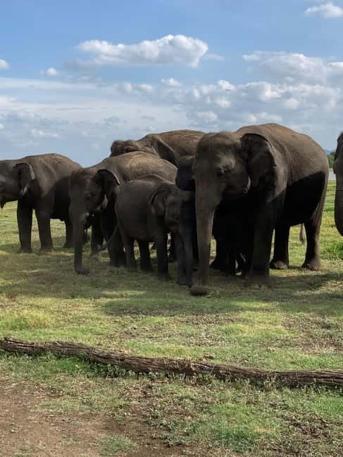 From Sigiriya: Minneriya National Park Private Jeep Safari - What you can realistically expect from the game drive