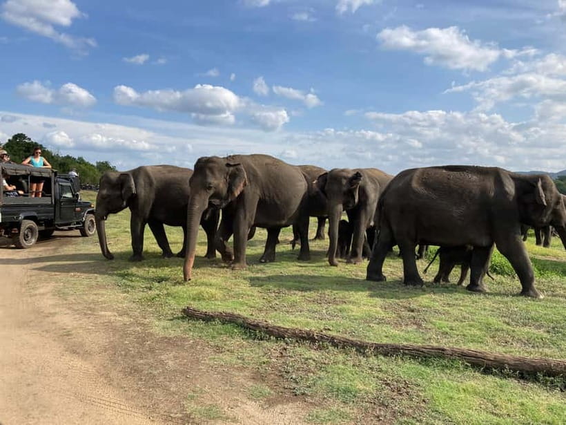 From Sigiriya: Minneriya National Park Private Jeep Safari - Guides make or break the day: what to look for