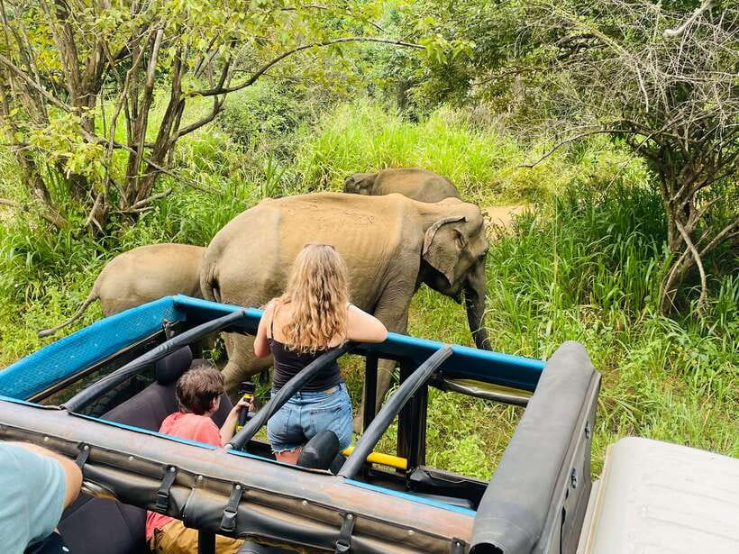From Sigiriya: Minneriya National Park Private Jeep Safari - How the 4-hour format works (and why it is actually a plus)