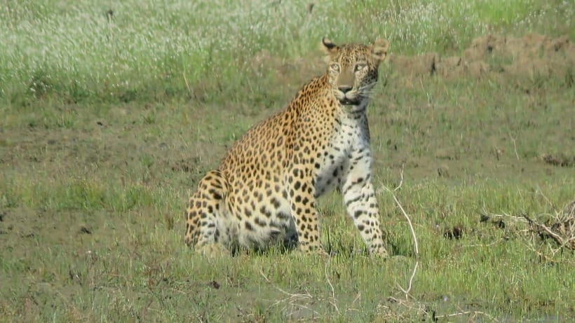 From Tangalle / Hiriketiya - Yala Safari - Drop-off : Ella - Yala National Park With a 4-Hour Wildlife Window