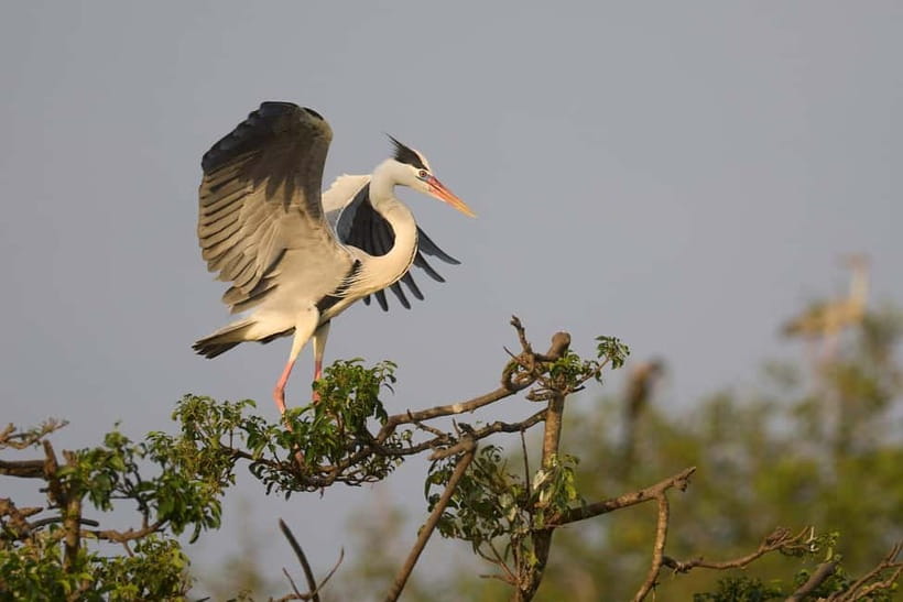 From Tangalle / Hiriketiya - Yala Safari - Drop-off : Ella - Price and Value: Why $29 Can Make Sense, and What Adds Up