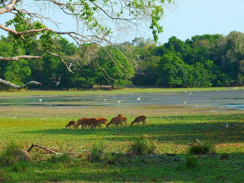 From Tangalle / Hiriketiya : Yala Safari tour & Drop - Ella - How the 4x4 safari jeep and guide style affect your day