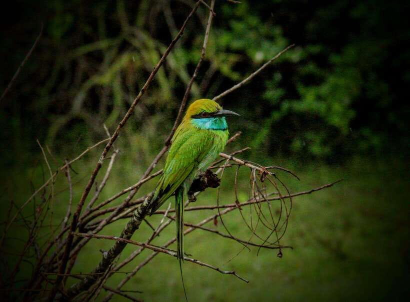 From Tangalle / Hiriketiya : Yala Safari tour & Drop - Ella - Break time, photo stops, and what “guided” actually feels like