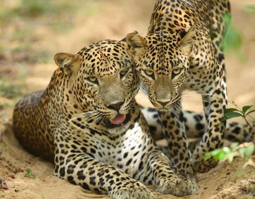 From Tangalle / Hiriketiya : Yala Safari tour & Drop - Ella - Price and value: what you’re paying for (and what you still owe)