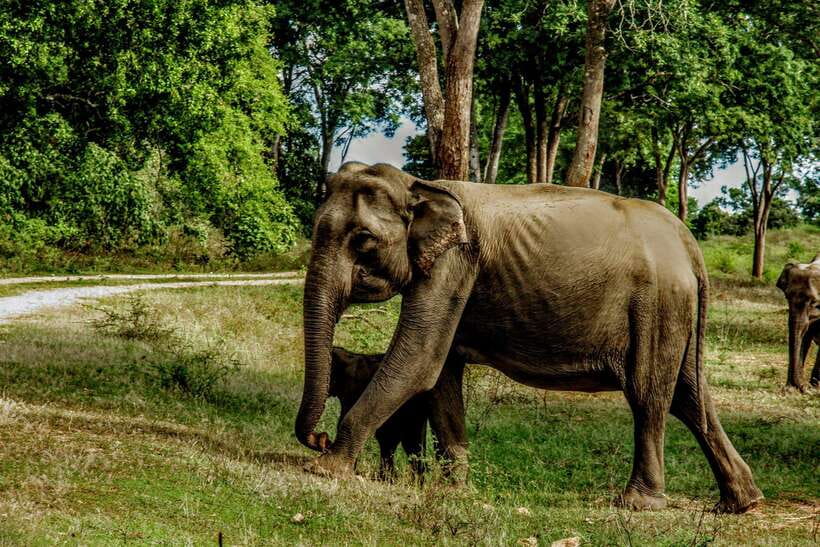 From Tangalle / Hiriketiya : Yala Safari tour & Drop - Ella - Practical tips to get more from your day