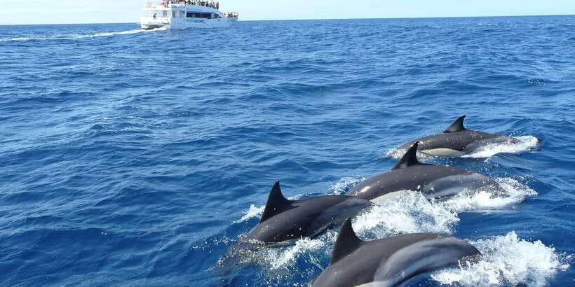 From Tangalle: Mirissa Whale Watching Tour with Breakfast - Key things to know before you go