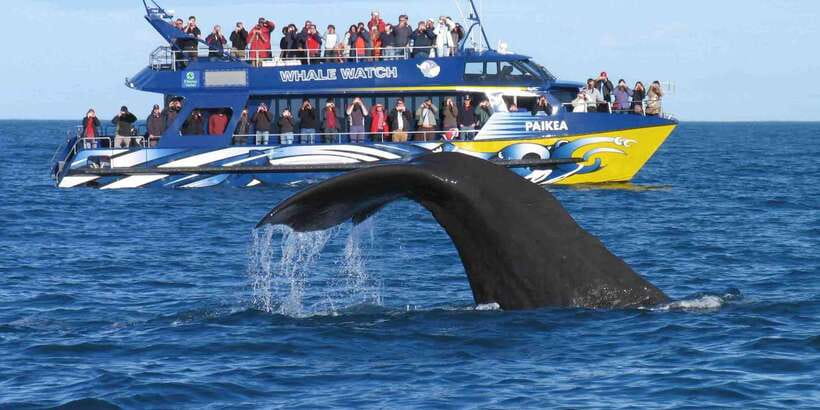 From Tangalle: Mirissa Whale Watching Tour with Breakfast - Tangalle Pickup to Mirissa Pier: the morning run made easier
