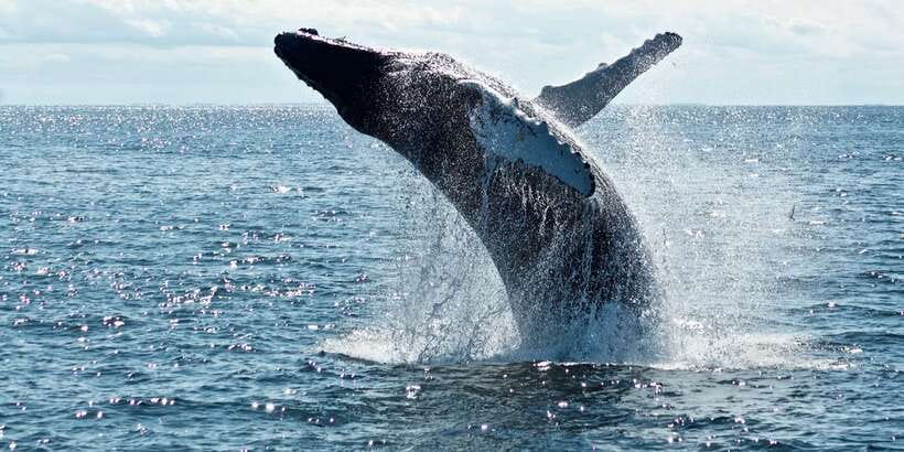 From Tangalle: Mirissa Whale Watching Tour with Breakfast - Breakfast on board: a practical start for a 5-hour outing