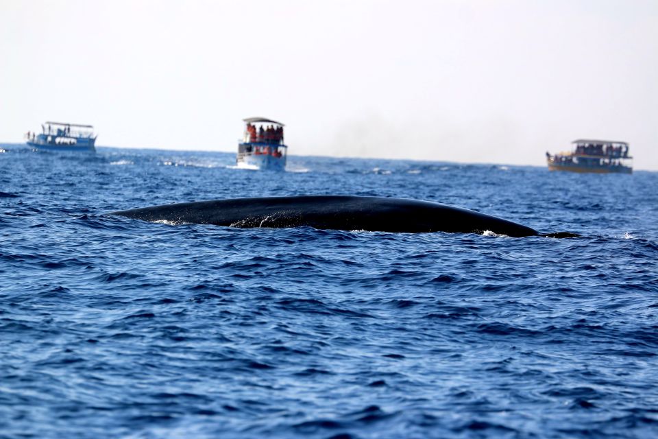 From Tangalle: Mirissa Whale Watching Tour with Breakfast - Naturalist guide and how to use their spotting skills