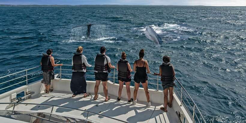From Tangalle: Mirissa Whale Watching Tour with Breakfast - Timing, comfort, and what to expect from the 3–5 hour on-water segment