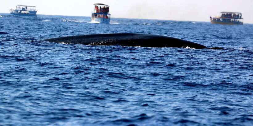 From Tangalle: Mirissa Whale Watching Tour with Breakfast - Should you book? My straight answer