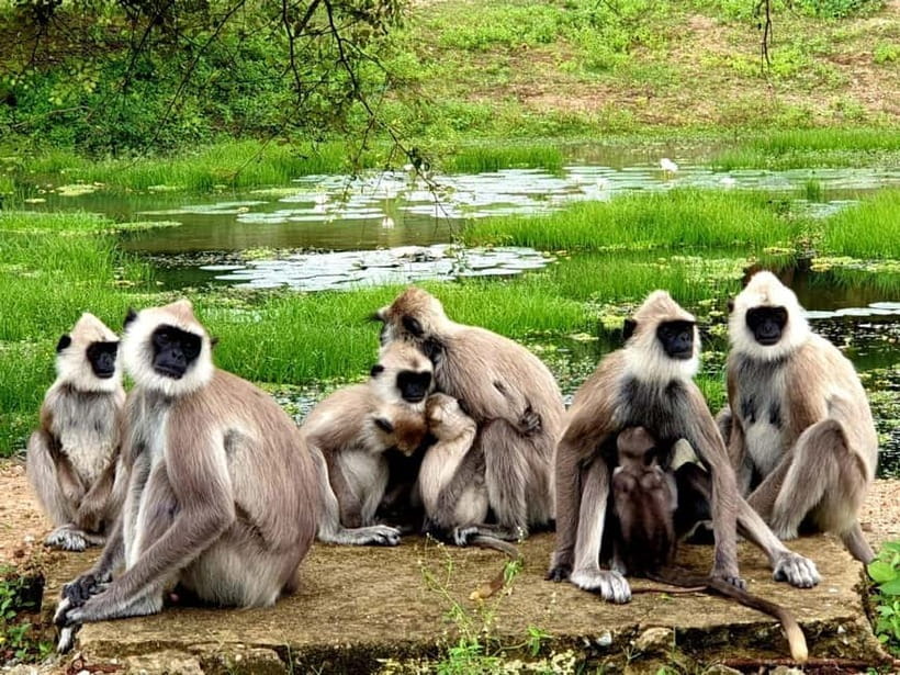 From Tangalle: Yala Safari with Drop: Ella - Key Things I’d Prioritize on This Trip