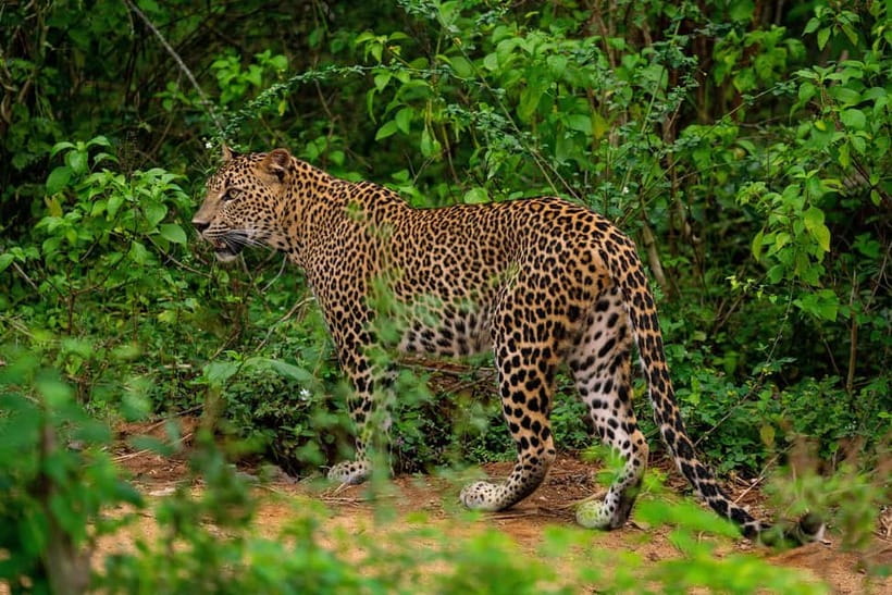 From Tangalle: Yala Safari with Drop: Ella - The Terrain: Forests, Grasslands, and Waterholes