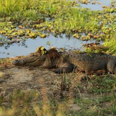 From Tangalle: Yala Safari with Drop: Ella - Yala National Park in a 4x4: How the Safari Actually Works