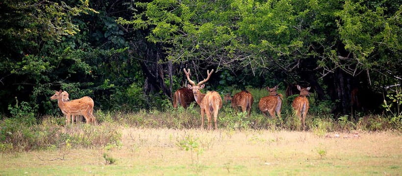 From Tangalle: Yala Safari with Drop: Ella - The Guide/Driver Factor: Why Srimal Stands Out