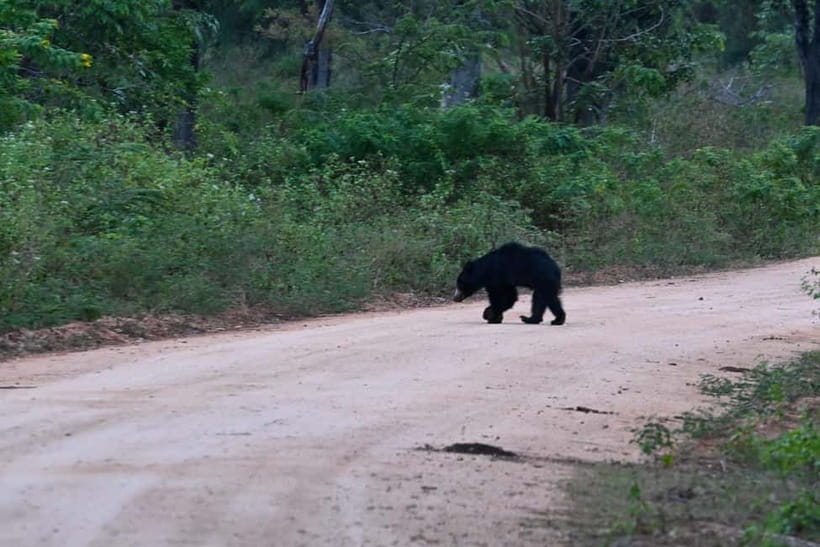 From Tangalle: Yala Safari with Drop: Ella - Who Should Book This Safari-to-Ella Combo